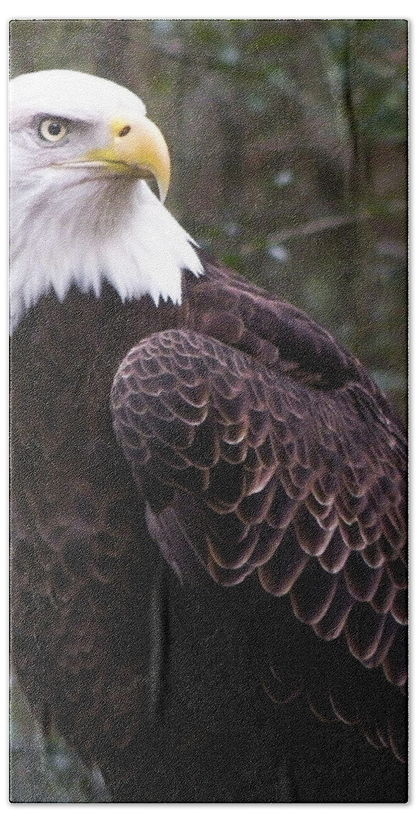 Bird Bath Towel featuring the photograph Eye Of The Eagle by Trish Tritz