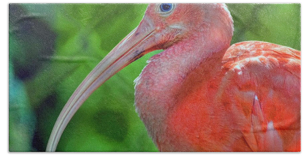 Scarlet Ibis Hand Towel featuring the photograph Eye of the Ibis by Nadia Sanowar