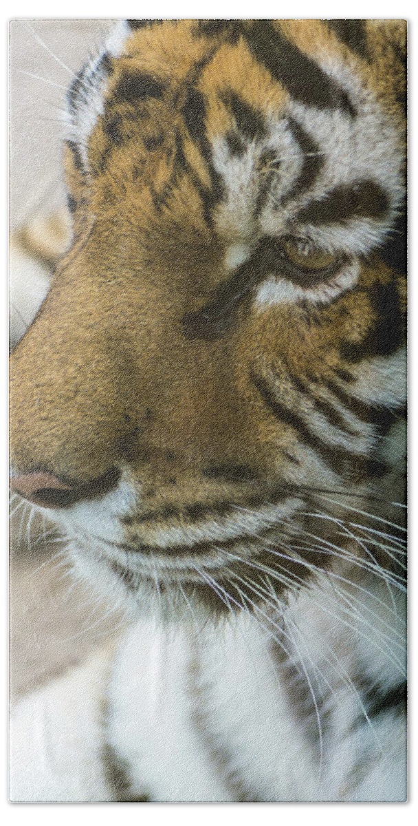 Animals Hand Towel featuring the photograph Eye of the Tiger by Stewart Helberg