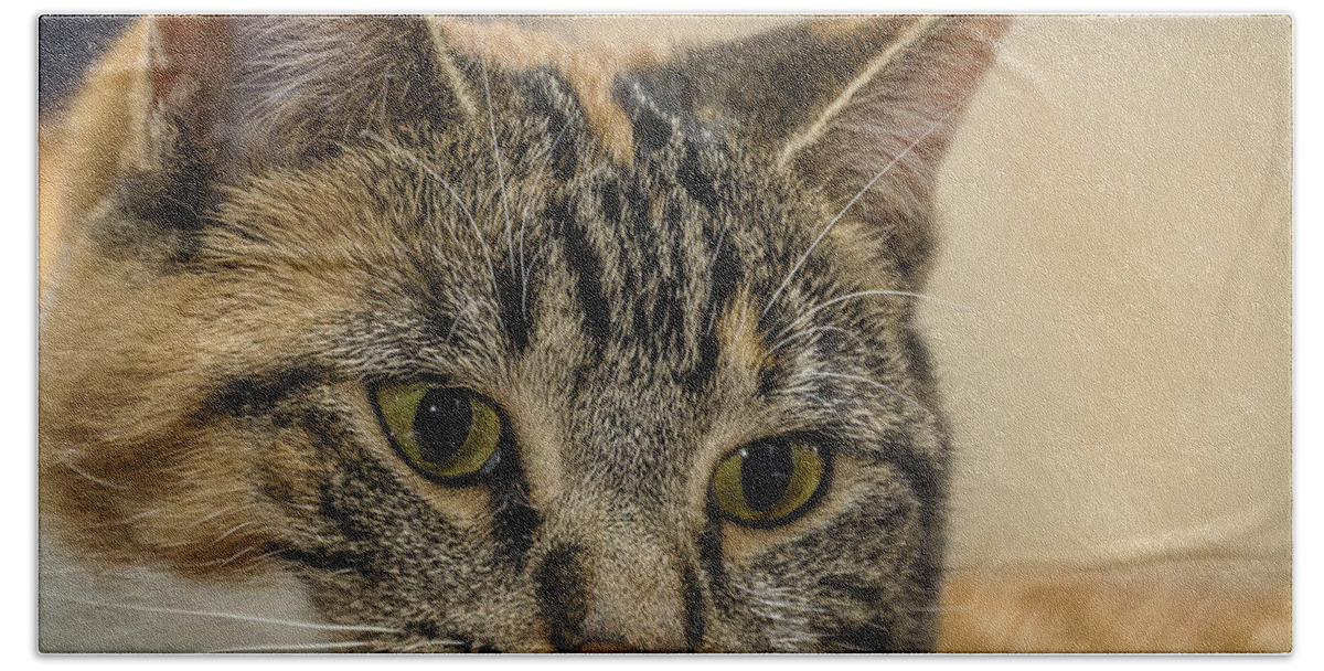 Cat Hand Towel featuring the photograph Eyes for You by Joann Long