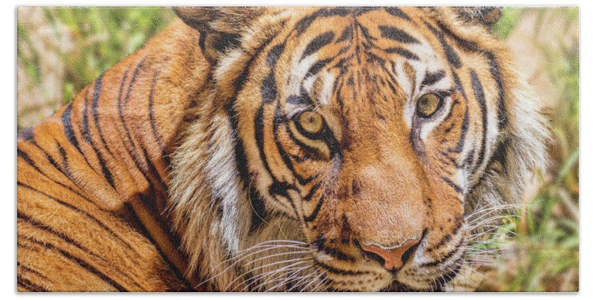 Animal Bath Towel featuring the photograph Eyes Of A Tiger by Mimi Ditchie