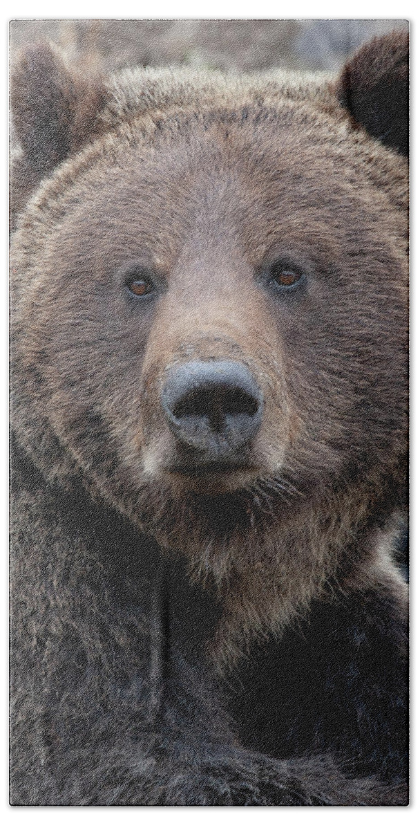 Grizzly Bath Towel featuring the photograph Face of the Grizzly by Mark Miller