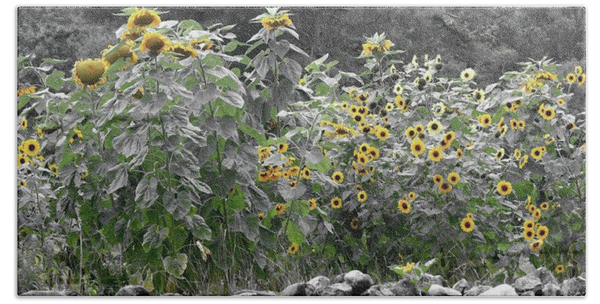 Sunflower Bath Towel featuring the photograph Faded Sunflower Garden by Smilin Eyes Treasures
