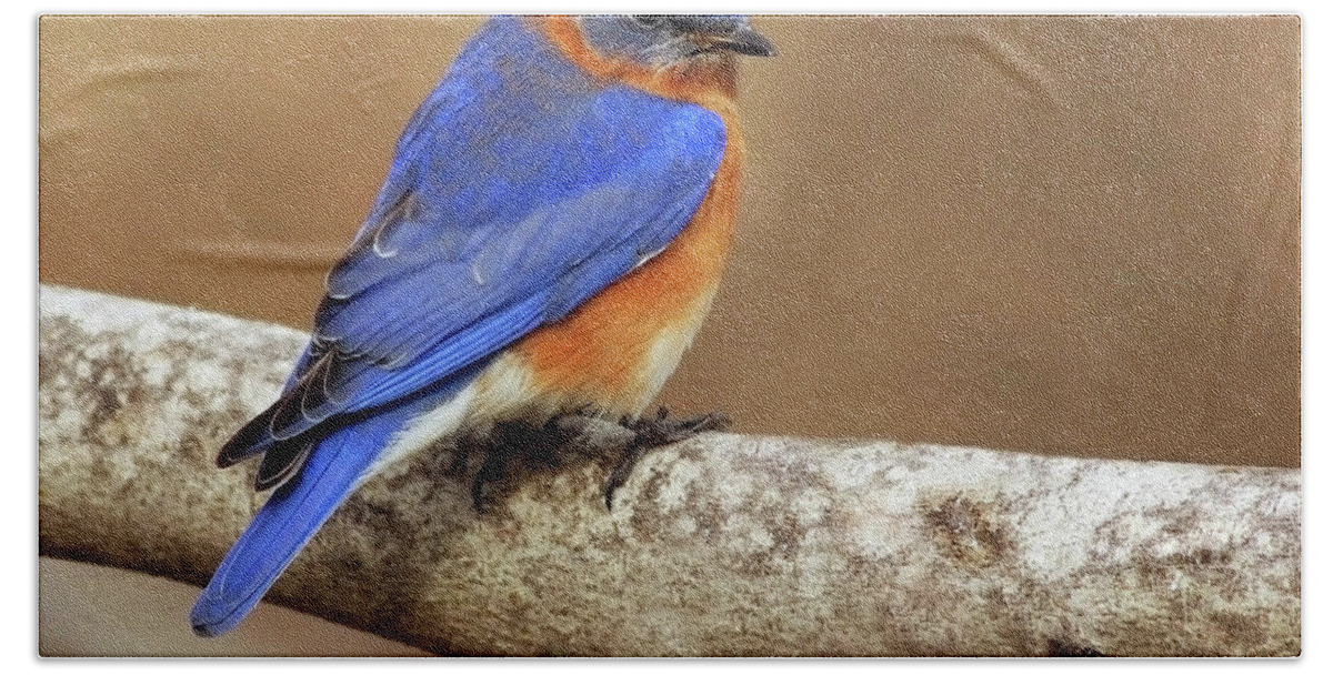Eastern Bluebird Hand Towel featuring the photograph Fall Blue by Art Cole