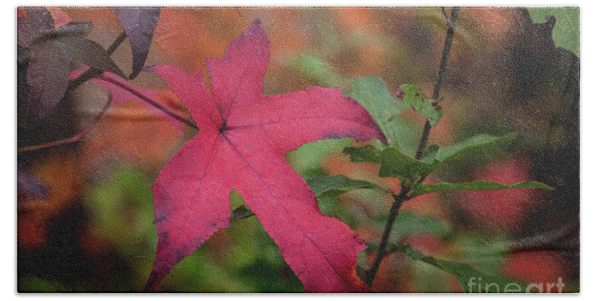 Scenic Bath Towel featuring the photograph Fall Color 5528 50 by M K Miller