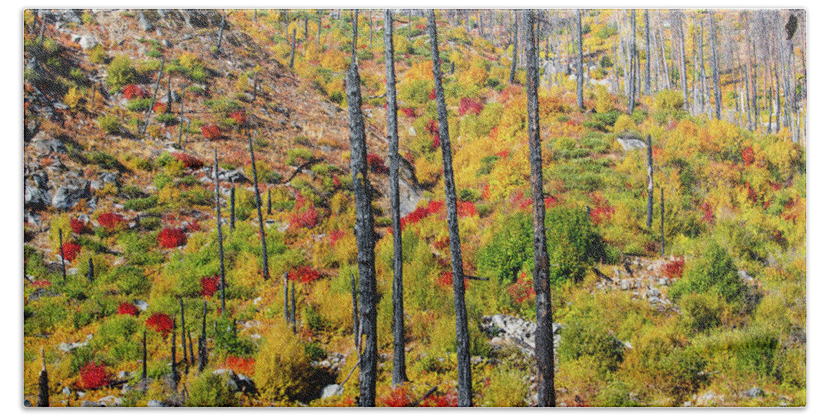 Landscape Bath Towel featuring the photograph Fall color -after wild fire by Hisao Mogi