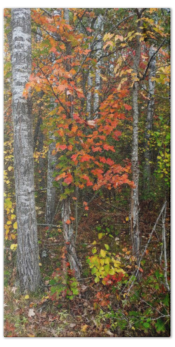 Fall Bath Towel featuring the photograph Fall Color at Gladwin 4543 by Wesley Elsberry
