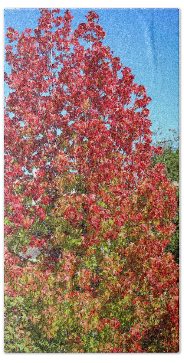 A Little Bit Of Fall Foliage In Southern California. Bath Towel featuring the photograph Fall Foliage by Alison Frank