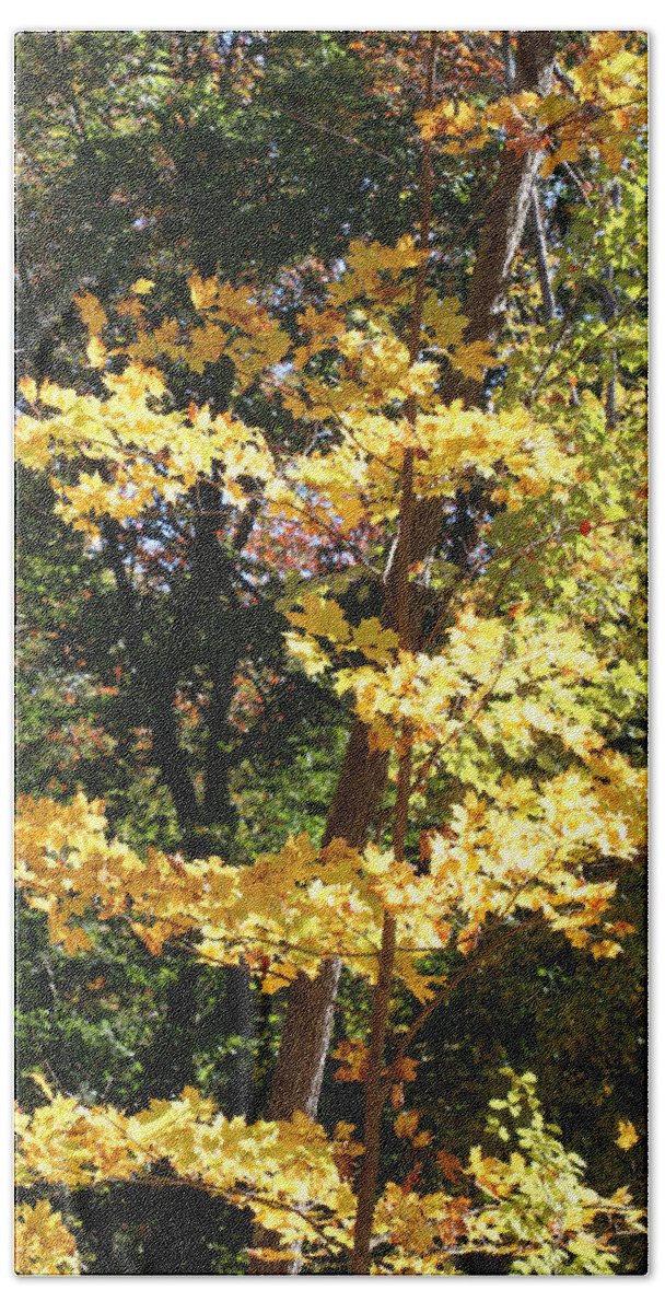 Fall Bath Towel featuring the photograph Fall Forest 3 by William Selander