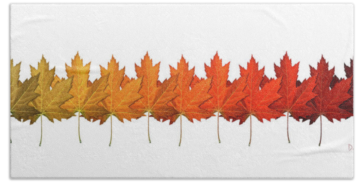 Fall Hand Towel featuring the digital art Fall Leaf Lineup by Dave Lee