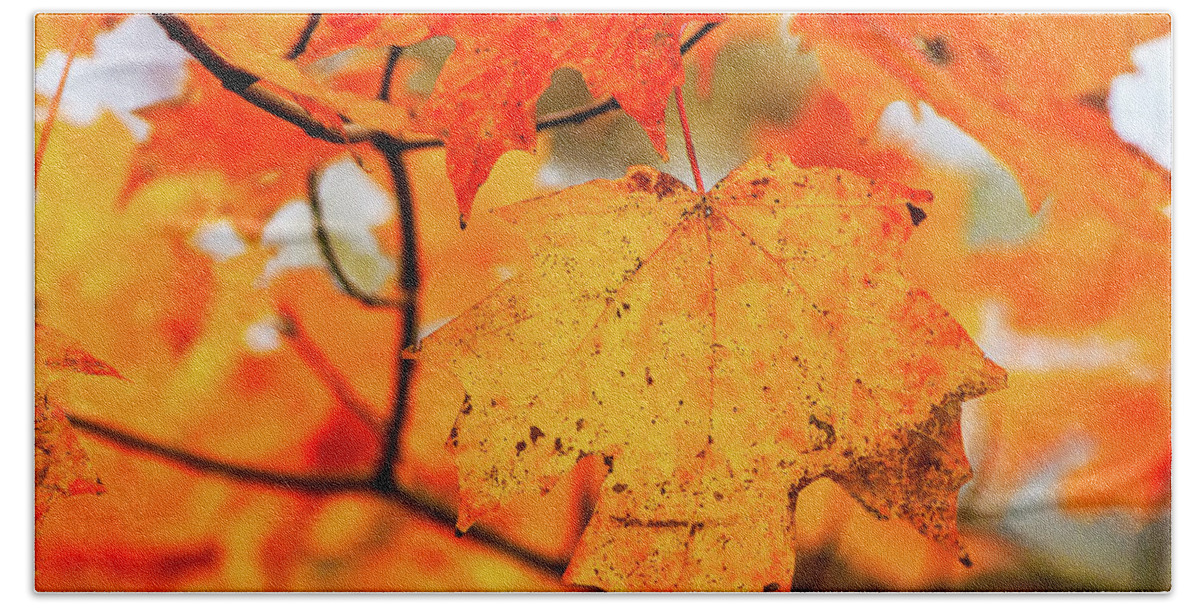 Landscape Bath Towel featuring the photograph Fall Maple Leaf by Joe Shrader
