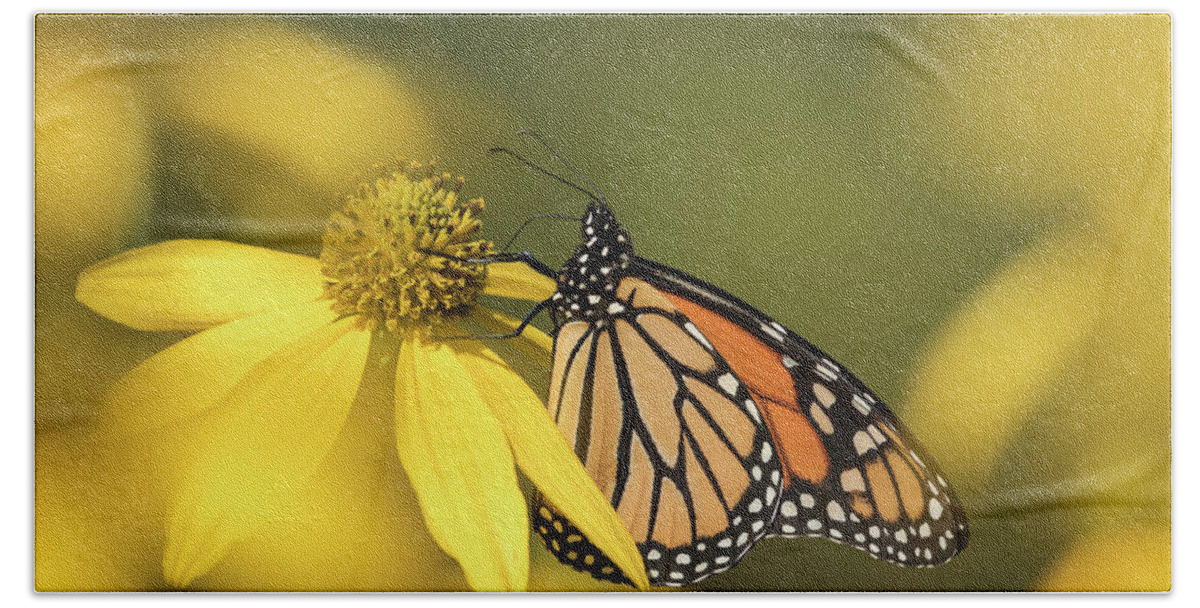 Monarch Butterfly Hand Towel featuring the photograph Fall Monarch 2016-5 by Thomas Young
