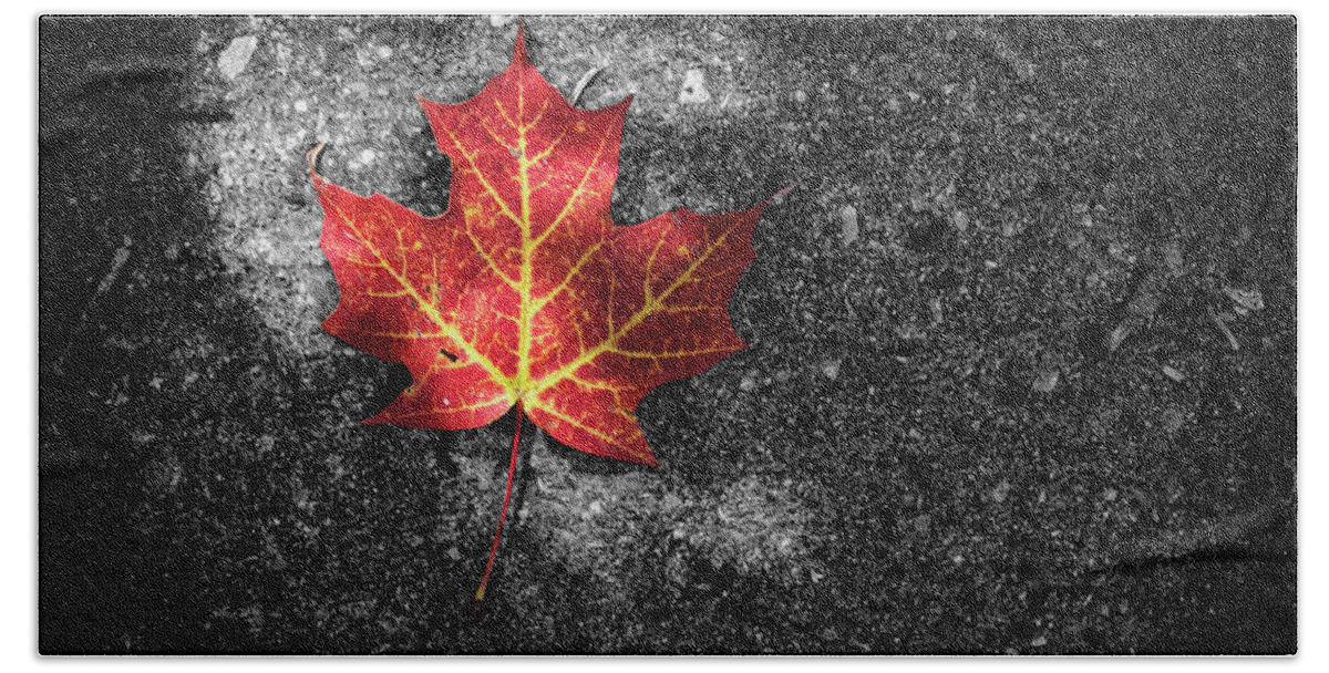 Photography Bath Towel featuring the photograph Fallen Leaf by Nicola Nobile