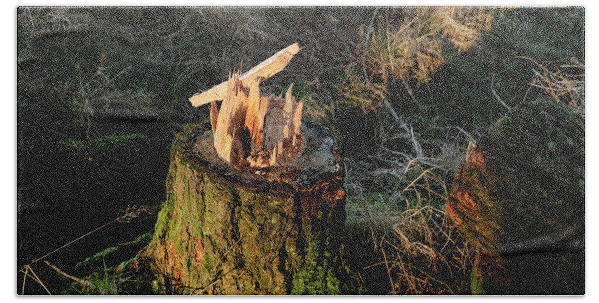 Fallen Tree Hand Towel featuring the photograph Fallen tree by Lukasz Ryszka
