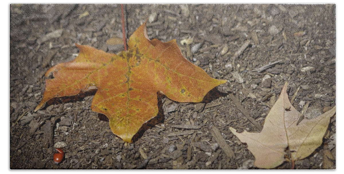 Fall Bath Sheet featuring the photograph Falling Leaves by Teresa Mucha