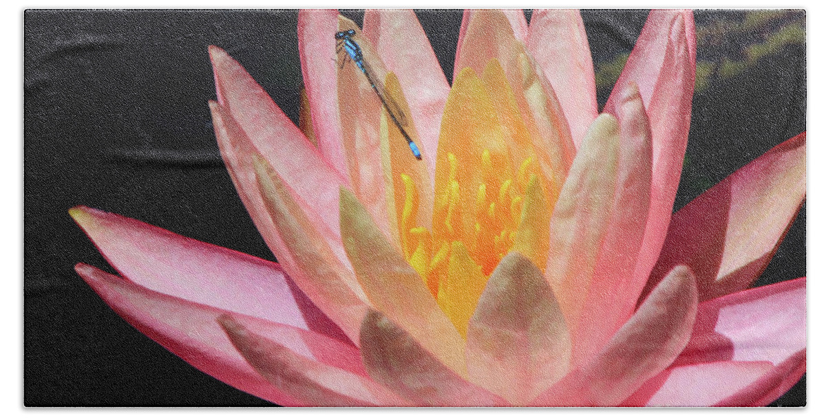 Damselfly. Insect Hand Towel featuring the photograph Familiar Bluet Damselfly And Lotus 2 by Paula Guttilla