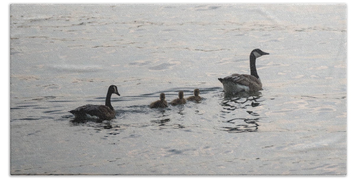 Goose Bath Towel featuring the photograph Family of Canada Geese on the Ohio River by Holden The Moment