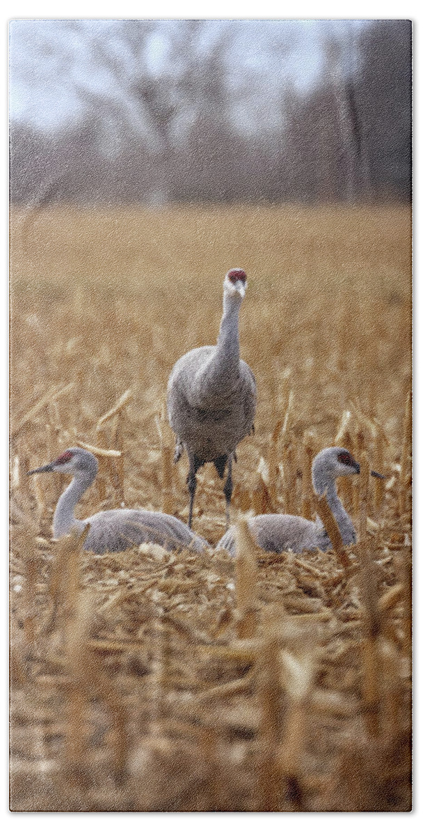 Sandhill Cranes Hand Towel featuring the photograph Family of Three by Susan Rissi Tregoning