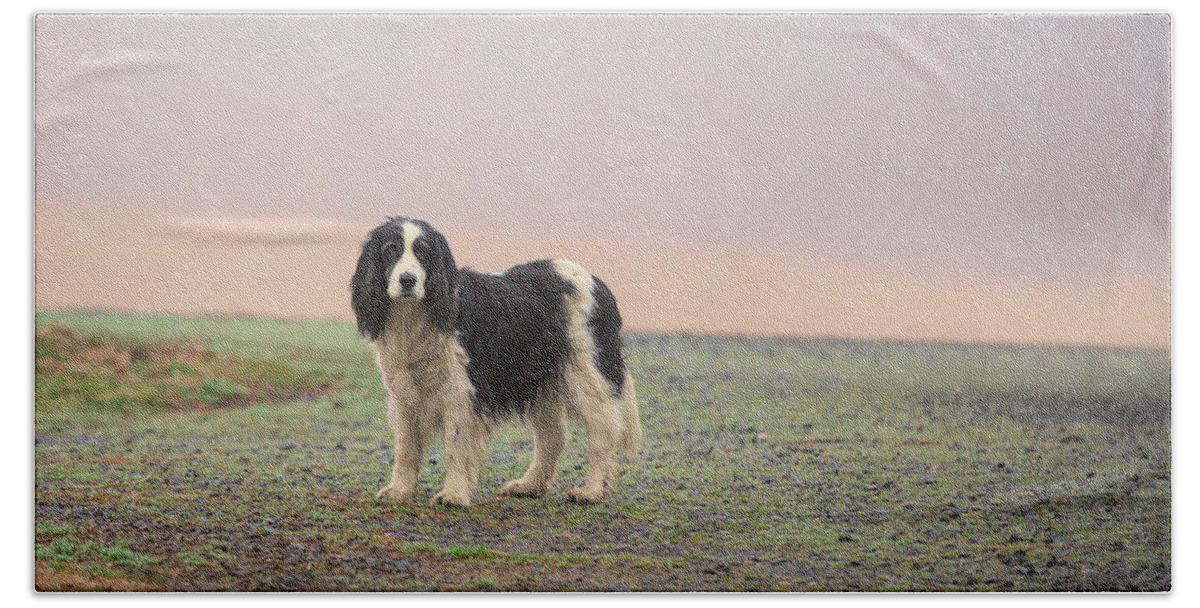 White Hand Towel featuring the photograph Farm dog in Fog by Jack Nevitt