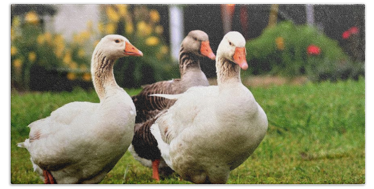 Geese Bath Towel featuring the photograph Farm Geese by Chuck Brown