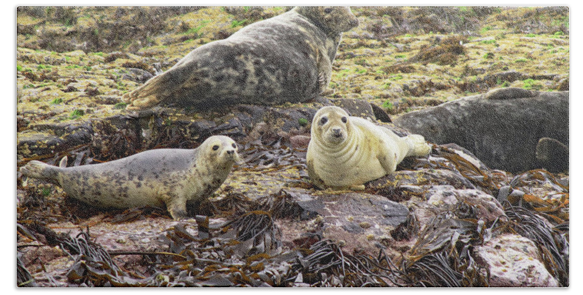 Grey Seals Bath Towel featuring the photograph Farne Island Seals by Tony Murtagh