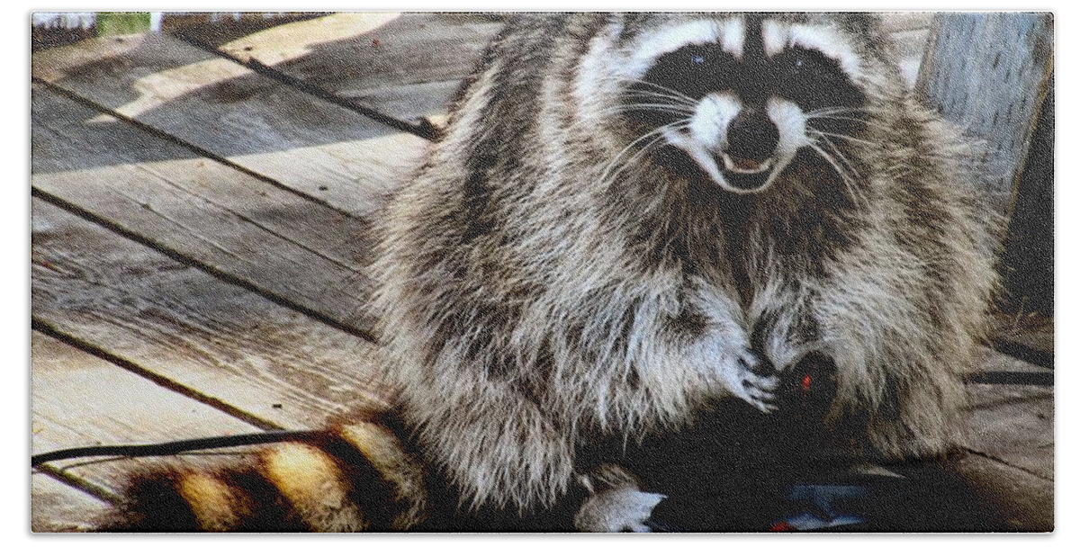 Raccoons Hand Towel featuring the photograph Fat Coon by A L Sadie Reneau