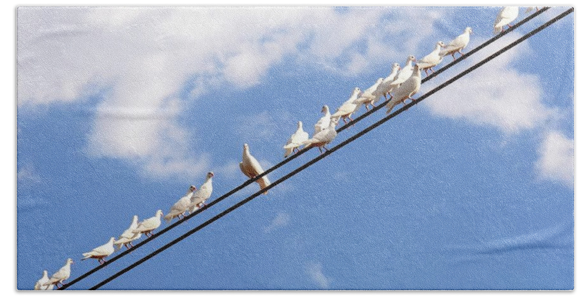 Flock White Pigeons On Wire Bath Towel featuring the photograph Feather Guard by Debra Sabeck