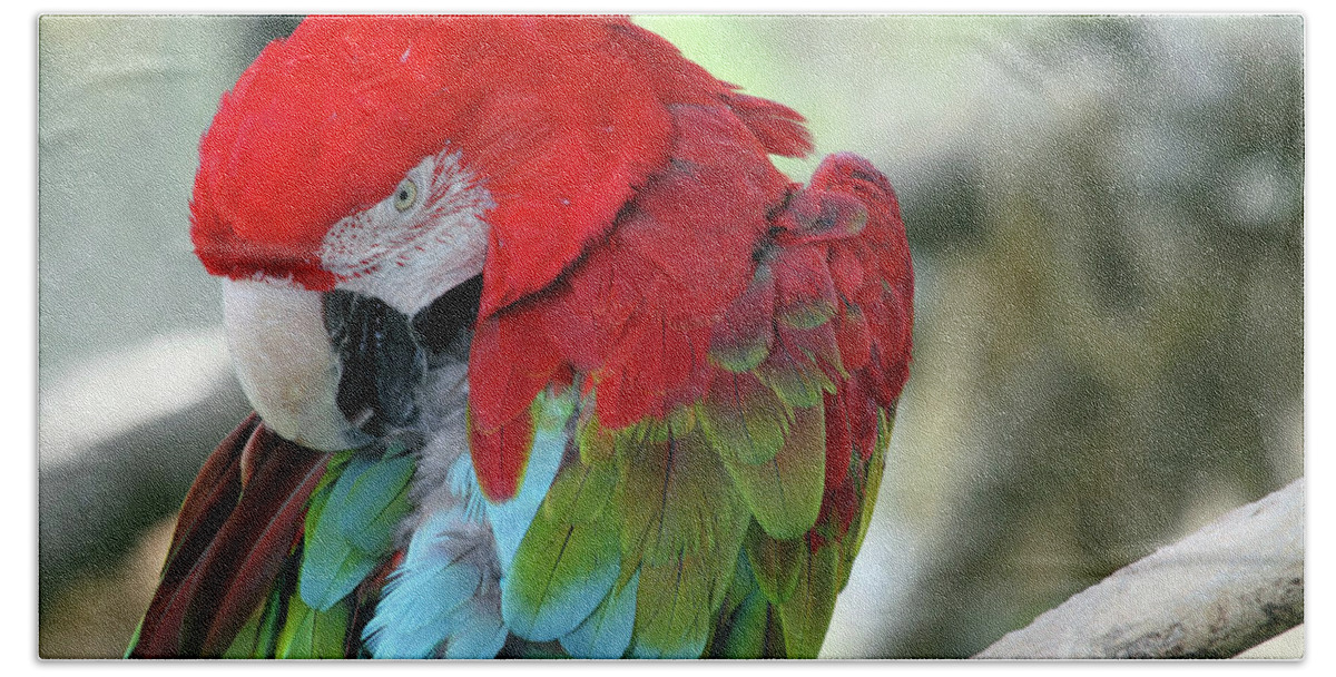 Parrot Bath Towel featuring the photograph Feathers by Jackson Pearson