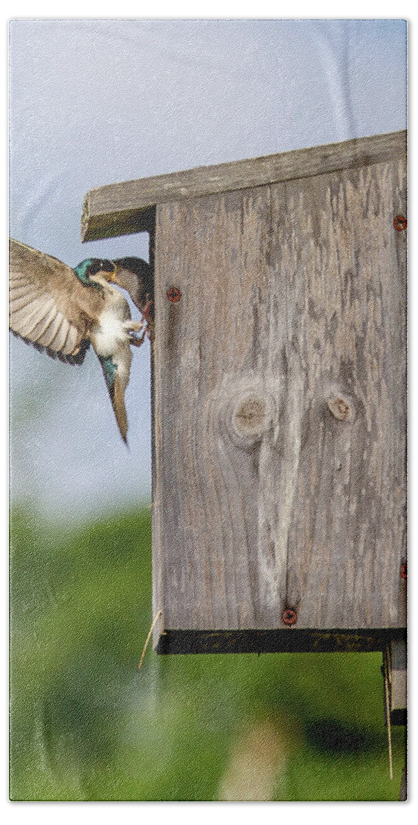 Bird Bath Towel featuring the photograph Feeding Time by Darryl Hendricks