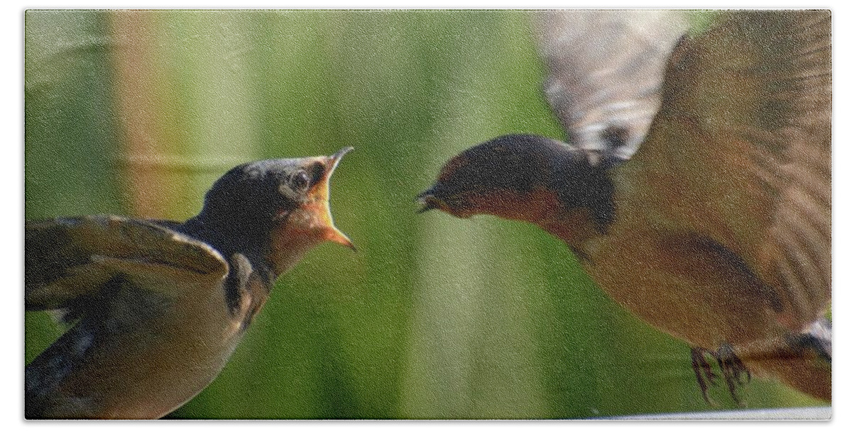 Birds Bath Towel featuring the photograph Feeding Time by Sumoflam Photography