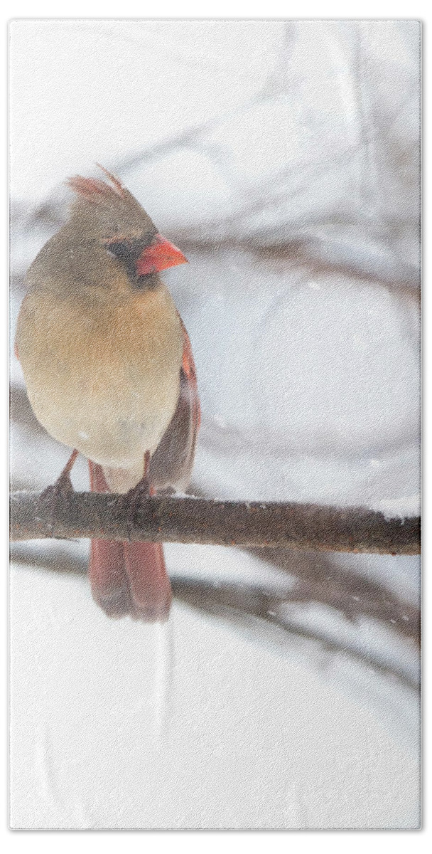 Snow Hand Towel featuring the photograph Female Cardinal in snow by Jack Nevitt