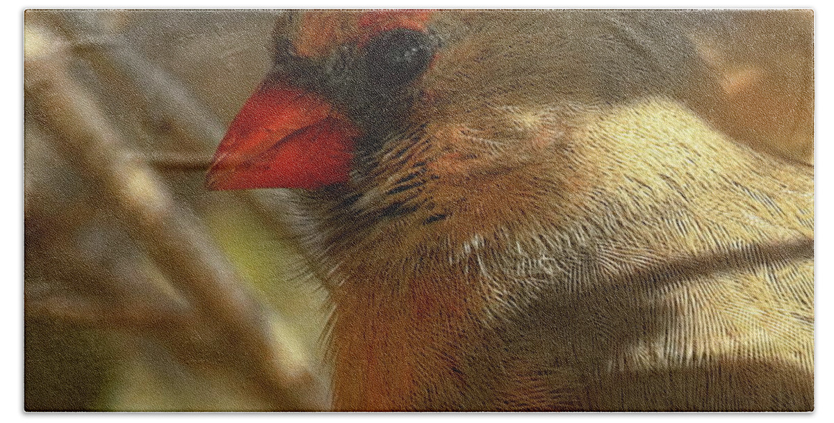 Wildlife Hand Towel featuring the photograph Female Cardinal Portrait by Dale Kauzlaric