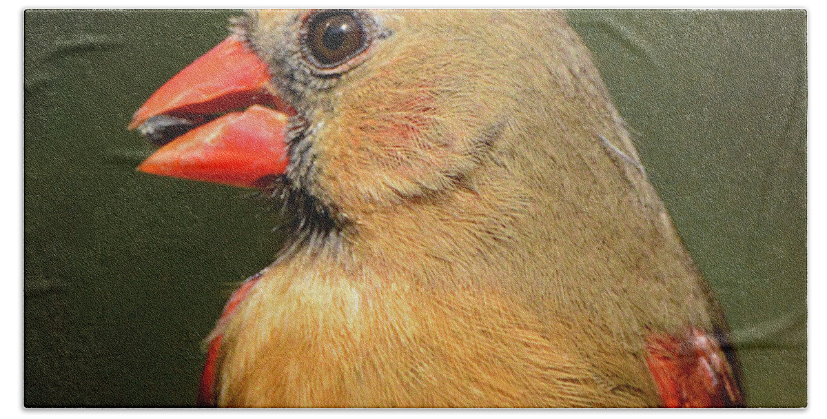 Cardinal Bath Towel featuring the photograph Female Cardinal Portrait by Jerry Griffin