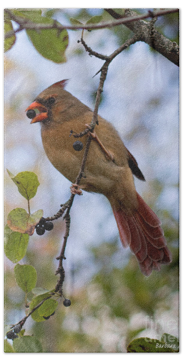 Cardinal Hand Towel featuring the photograph Female Cardinal With Berry by Barbara McMahon