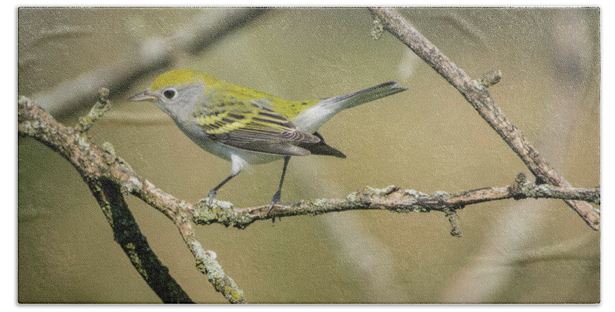 Warbler Bath Towel featuring the photograph Female Chestnut-sided Warbler by Bruce Pritchett