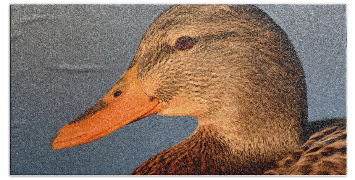 Duck Hand Towel featuring the photograph Female Duck Portrait by Lena Photo Art