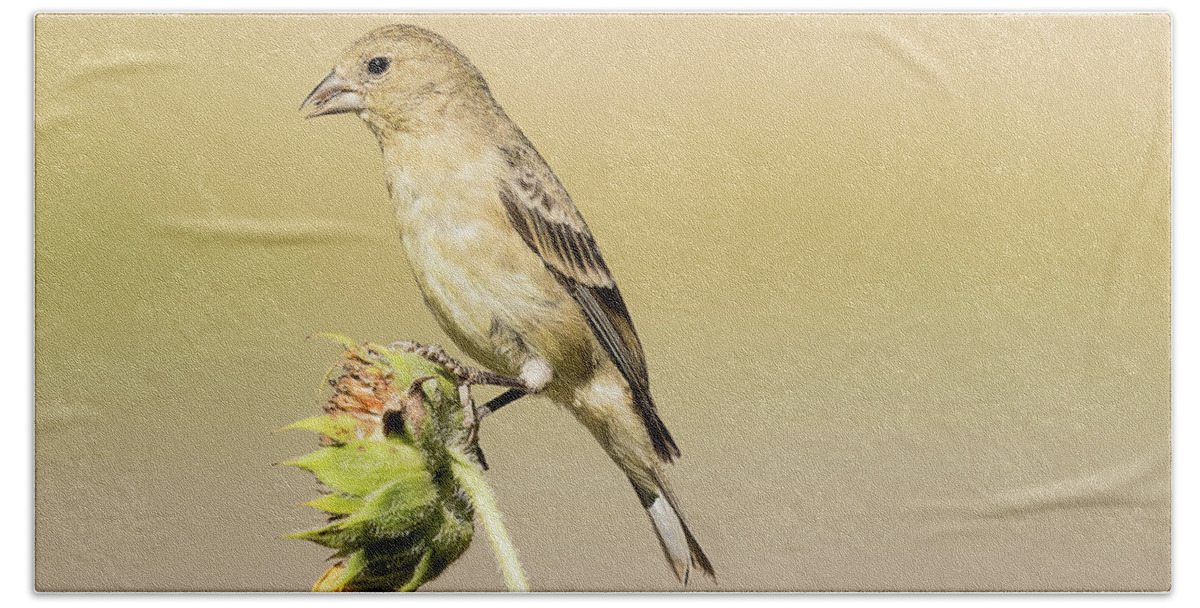 Bird Hand Towel featuring the photograph Female Goldfinch on a Sunflower Pod by Dennis Hammer