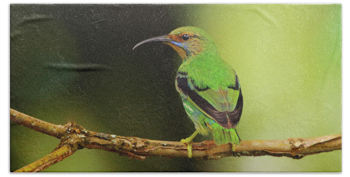 Asa Wright Nature Centre Hand Towel featuring the photograph Female Green Honeycreeper at Trinidad's Asa Wright by Steve Wolfe