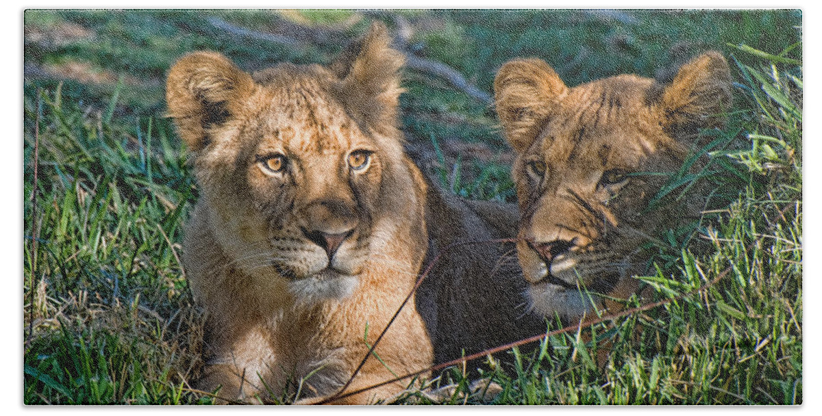 Lions Bath Towel featuring the photograph Female Lions at San Diego Wild Animal Park by Ginger Wakem