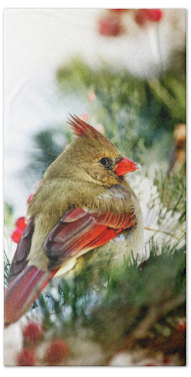 Cardinal Hand Towel featuring the photograph Female Northern Cardinal by Christina Rollo