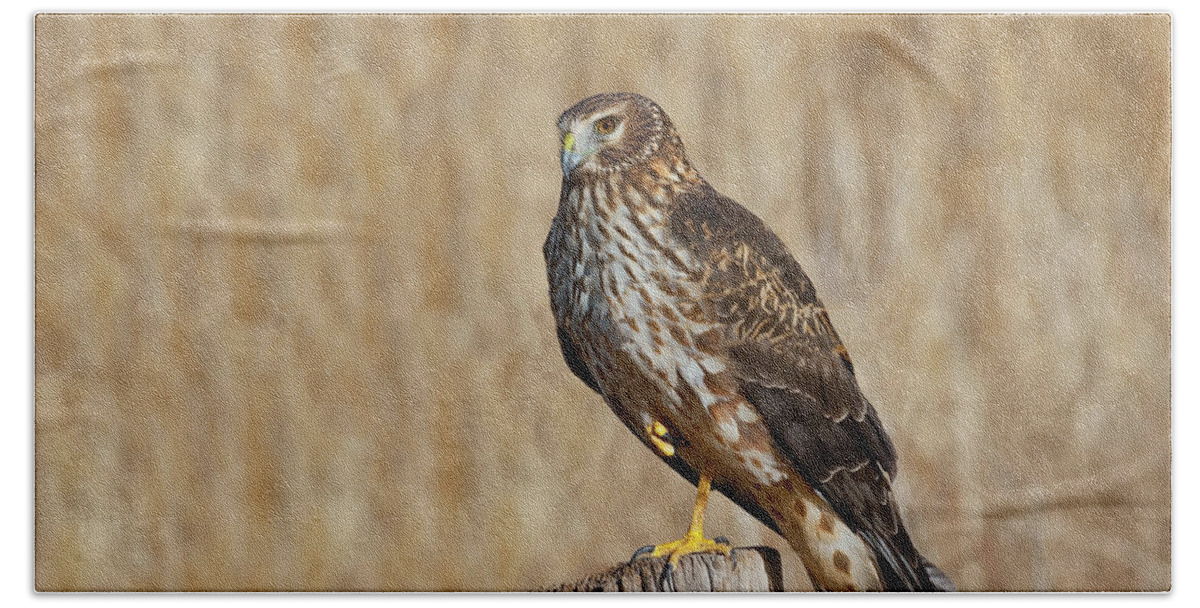Adult Bath Towel featuring the photograph Female Northern Harrier Standing on One Leg by Jeff Goulden