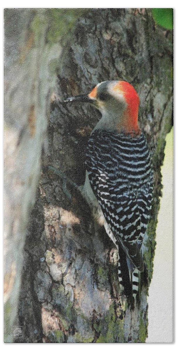 Mccombie Bath Towel featuring the photograph Female Red-Bellied Woodpecker by J McCombie