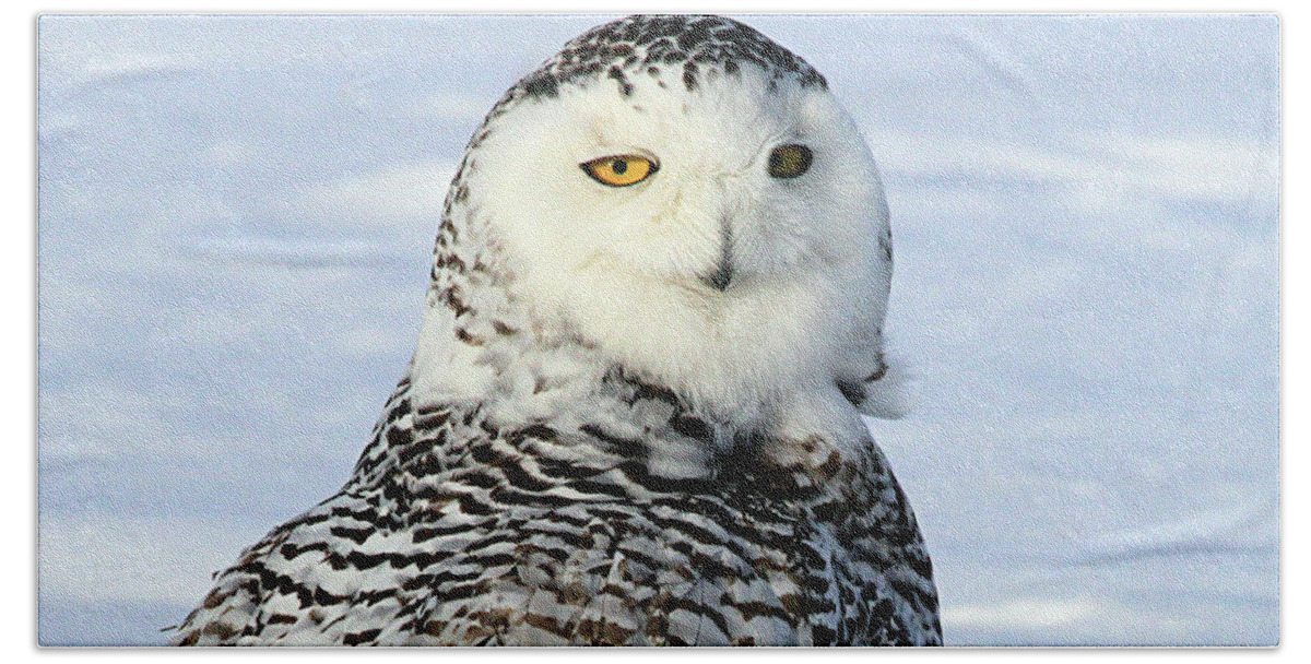 Owl Hand Towel featuring the photograph Female Snowy Owl by Paula Guttilla