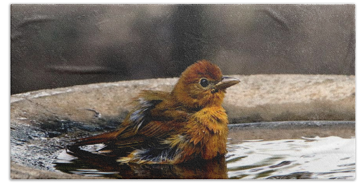 Nature Bath Towel featuring the photograph Female Summer Tanager in Bird Bath by Sheila Brown