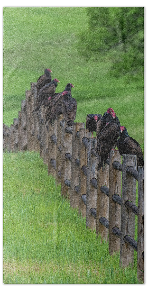 Vulture Bath Towel featuring the photograph Fence Full by Paul Freidlund