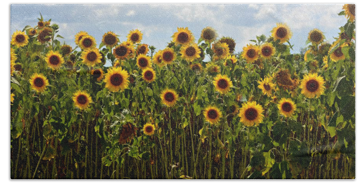 Sunflower Bath Towel featuring the photograph Fields of Gold by Carolyn Mickulas