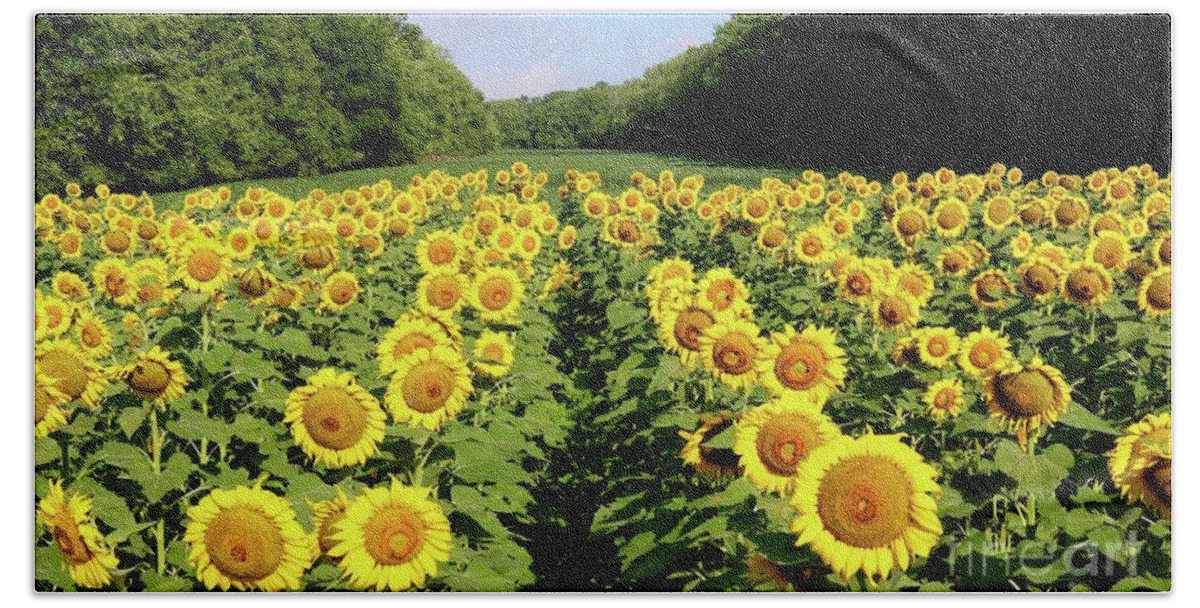 Sunflower Bath Towel featuring the photograph Fields of Gold by Phil Cappiali Jr