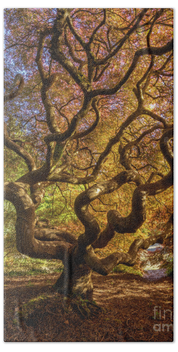 Japanese Maple Tree Hand Towel featuring the photograph Fiery Fall Colors Tree of Life by Mike Reid