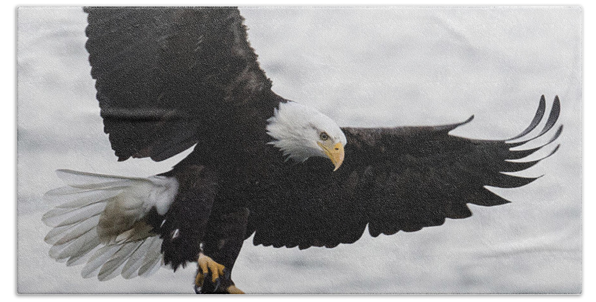 Bald Eagle Hand Towel featuring the photograph Final Approach by Randy Hall
