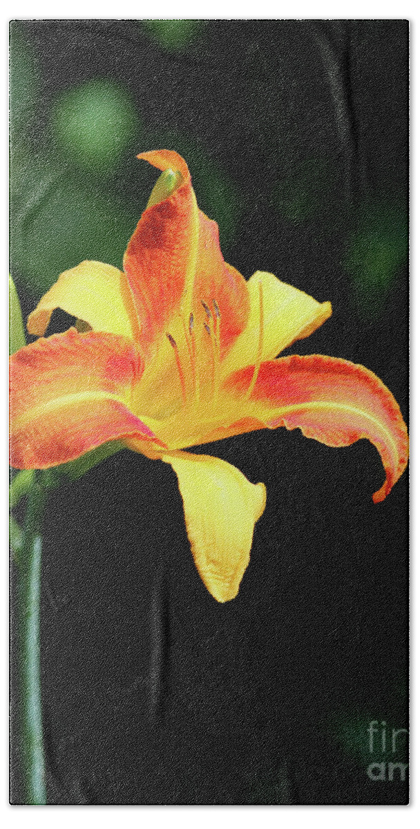 Lilium Bath Sheet featuring the photograph Fire Lilly by Rebecca Morgan